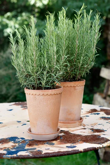 Helena kruka hög Ø14 cm - Rosa - Bergs Potter